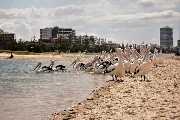 Piing dry cleaning and laundry service

 in Labrador Australia